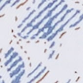 Immagine del prodotto: Bianco Immagine del prodotto: Bianco