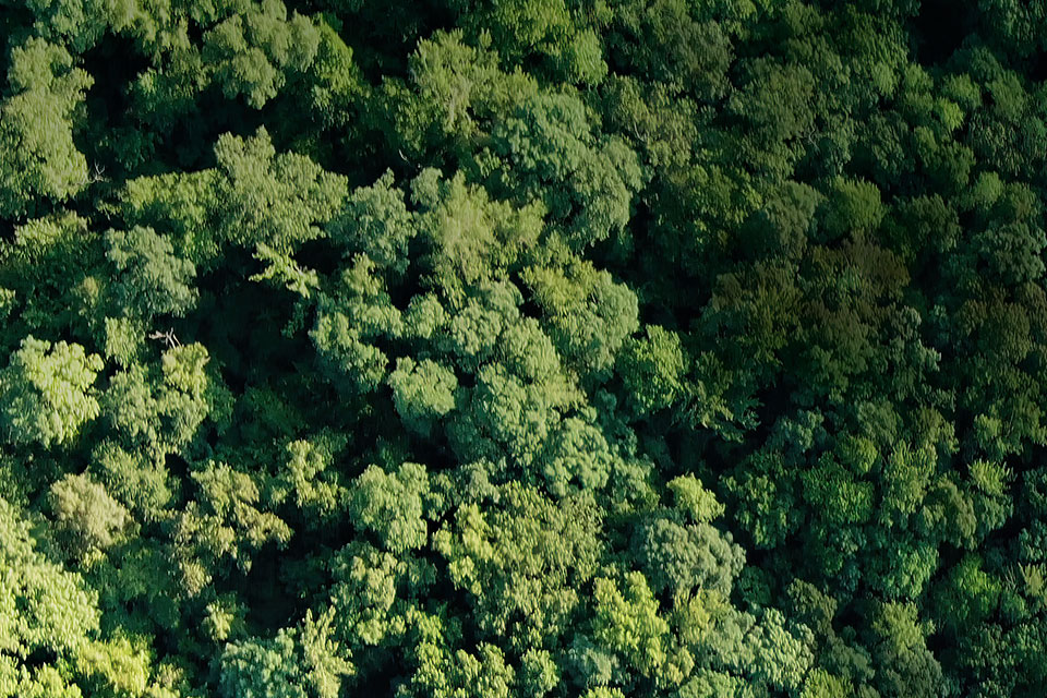 teaser-2-desktop-mobile-960x640-Wald1.jpg